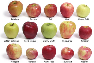 Honeycrisp was just the beginning: inside the quest to create the